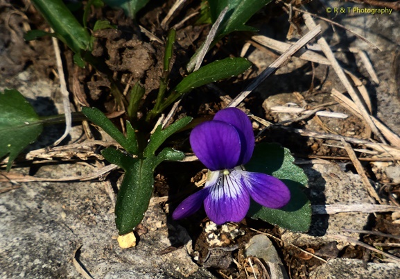 {Viola egglestonii}